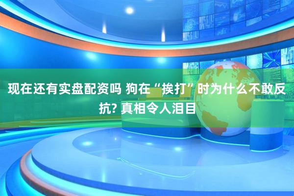 现在还有实盘配资吗 狗在“挨打”时为什么不敢反抗? 真相令人泪目